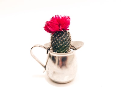 White ceramic vase in the green and red cactus

